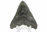 Fossil Megalodon Tooth - South Carolina #169307-1